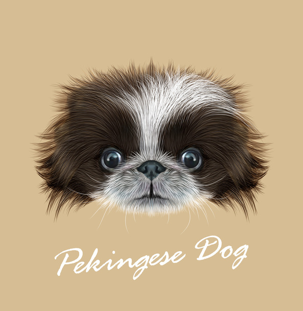Pekingese hond dierlijke schattig gezicht. Vector grappige Chinese bruin en wit Pekingese pup hoofd portret. Realistische bont portret van rasechte jonge peke hondje geïsoleerd op beige achtergrond. - Vector, afbeelding