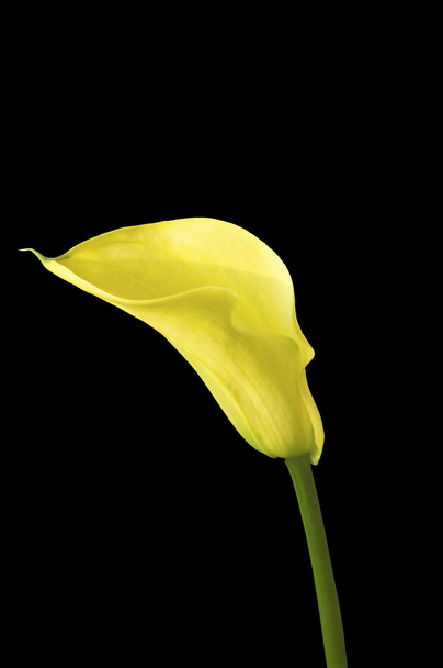 Isolated calla lily - Photo, Image