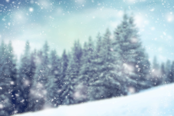 冬の firtree フォレスト - 写真・画像