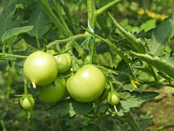 温室内の緑のトマト - 写真・画像