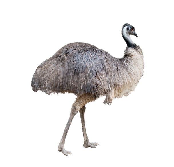 EMU izolovaných na bílém pozadí - Fotografie, Obrázek