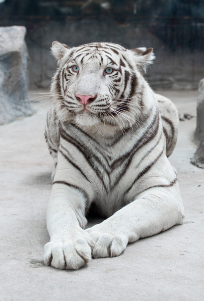 Fehér bengáli tigris  - Fotó, kép