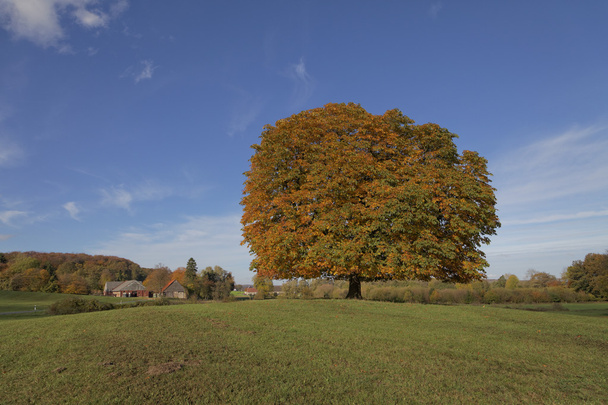 Castanheira (Aesculus hippocastanum) Conker tree in autumn, Lengerich, North Rhine-Westphalia, Germany, Europe
 - Foto, Imagem