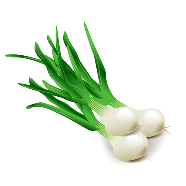 Green onions isolated on white vector - Vector, Image