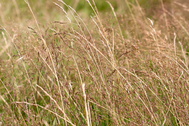 Dry grass - Foto, imagen