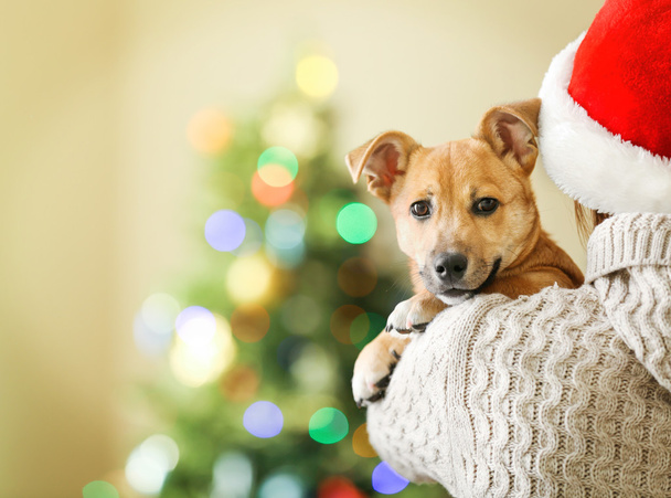 Woman in Santa hat holding small dog - Zdjęcie, obraz