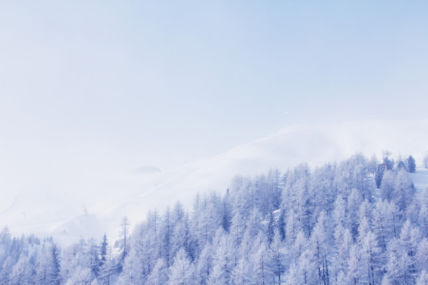 Foresta invernale in montagna
 - Foto, immagini