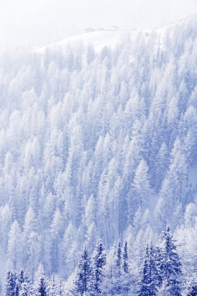 Winter forest in mountains - Foto, afbeelding