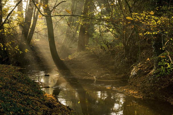 Holandská potok v podzimní odpolední slunce - Fotografie, Obrázek