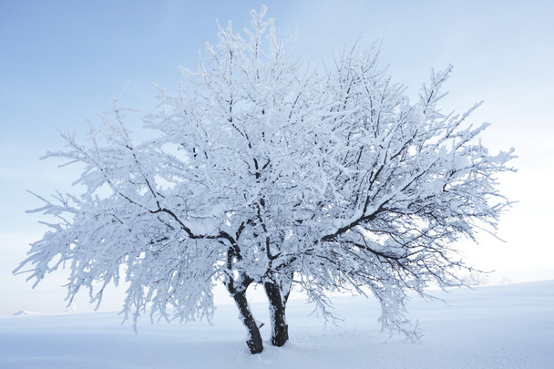 Duas árvores que suportam a neve unidas como uma
 - Foto, Imagem
