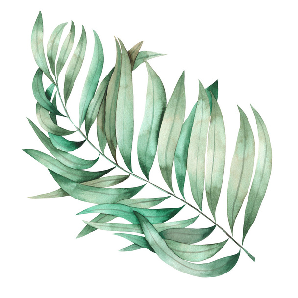 Иллюстрация с изолированной ветвью листьев ладони, окрашенной в акварель на белом фоне
 - Фото, изображение