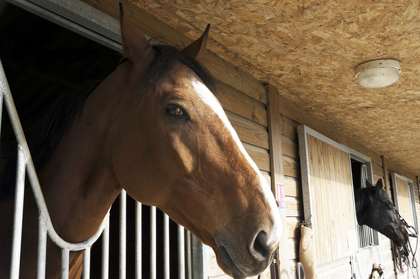 Horse in the stable door - Photo, Image