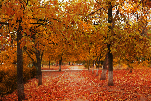 美しい秋の公園 - 写真・画像