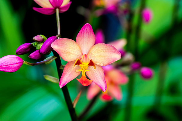 güzel orkide çiçek - Fotoğraf, Görsel