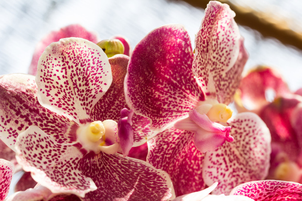 schöne Orchideenblume - Foto, Bild