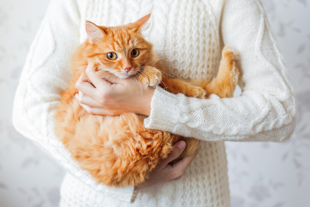 Woman in knitted sweater holding scared ginger cat. Pet hiding in the arms of it's mistress. - Fotó, kép