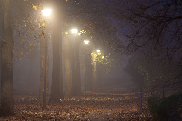 neblige Herbstnacht in einem Park - Foto, Bild