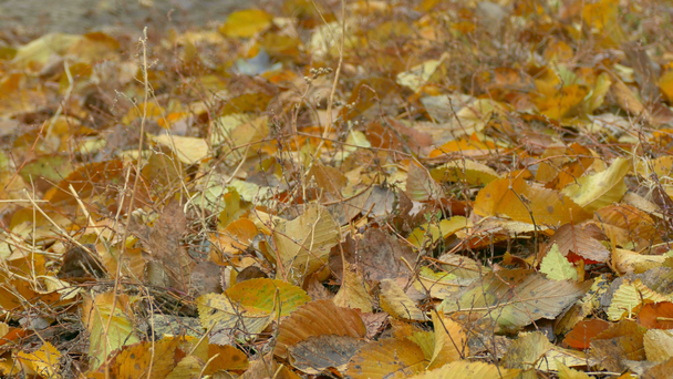 sonbahar sarı yapraklar toprak zemin üzerine yalan - Video, Çekim