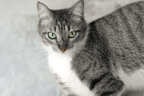 Olhos de gato Tabby
 - Foto, Imagem