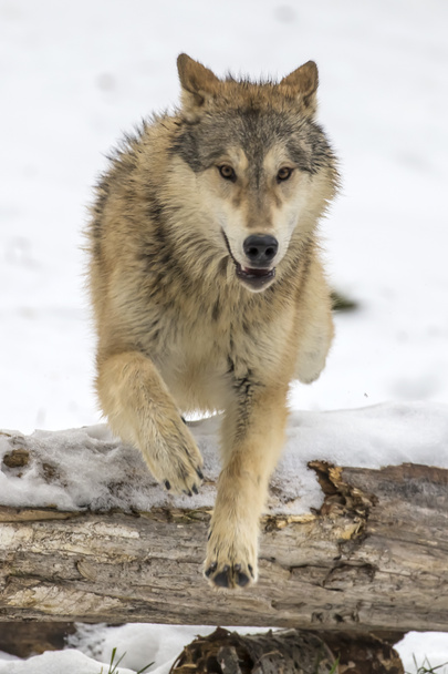 Loups de la toundra dans un environnement enneigé
 - Photo, image