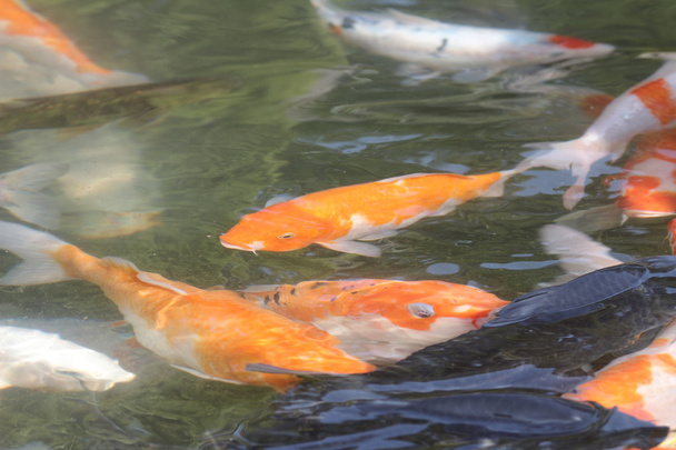 Bunte Koi-Fische im Teich - Foto, Bild