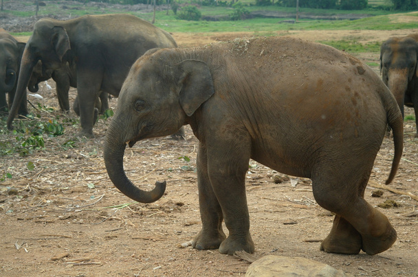 Asya filler, Sri Lanka - Fotoğraf, Görsel