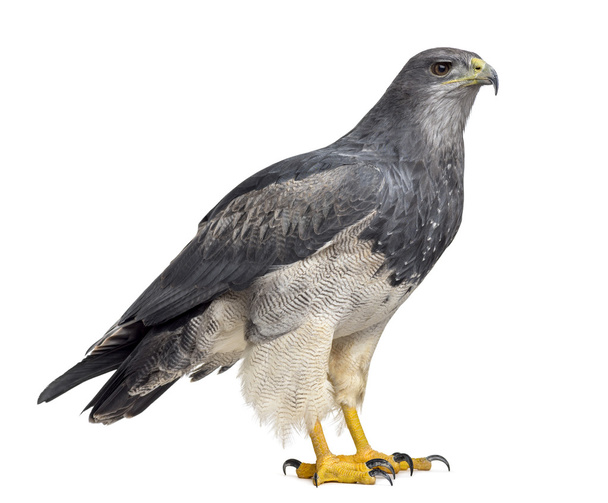 Чилійський синій орел - Geranoaetus melanoleucus (17 років) - Фото, зображення
