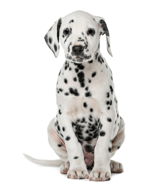 Beyaz bir arka plan önünde oturan Dalmaçya köpek yavrusu - Fotoğraf, Görsel