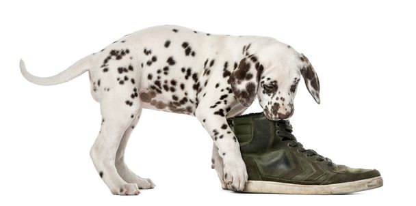 Dalmacia cachorro masticando un zapato delante de un fondo blanco
 - Foto, imagen