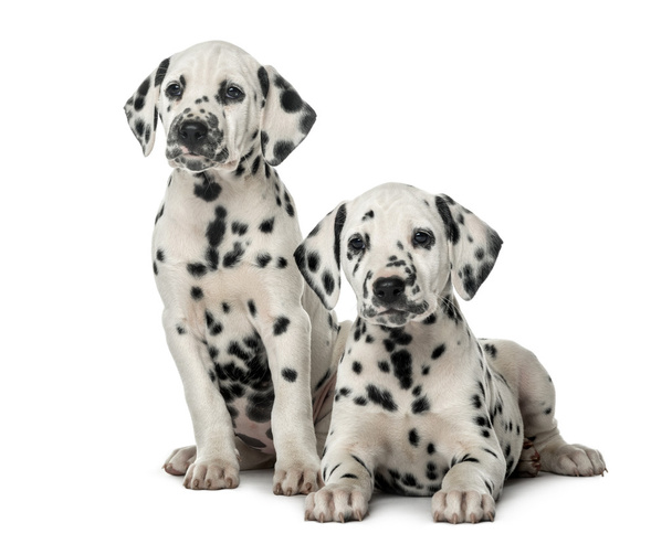 Two Dalmatian puppies in front of a white background - Photo, Image
