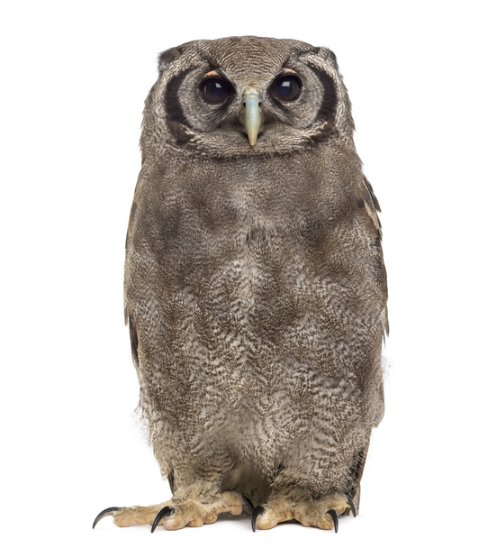 Verreaux's eagle-owl - Bubo lacteus - Фото, изображение