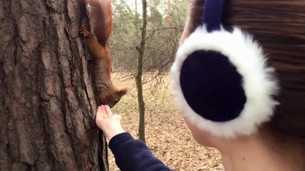 Red squirrel take a nut from the hand and then eating it hanging on the tree. - Footage, Video