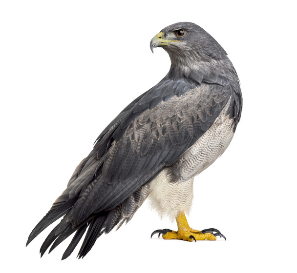 Чилійський синій орел - Geranoaetus melanoleucus (17 років) у  - Фото, зображення