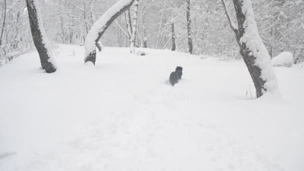 Zwarte hond loopt door sneeuwjacht - Video
