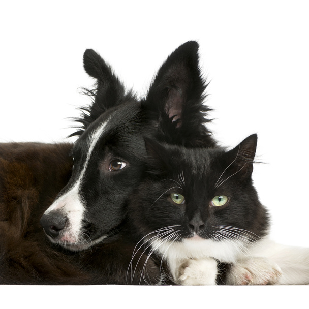 Border ποιμενικού σκύλου κουτάβι και μια γάτα μπροστά από ένα λευκό φόντο - Φωτογραφία, εικόνα