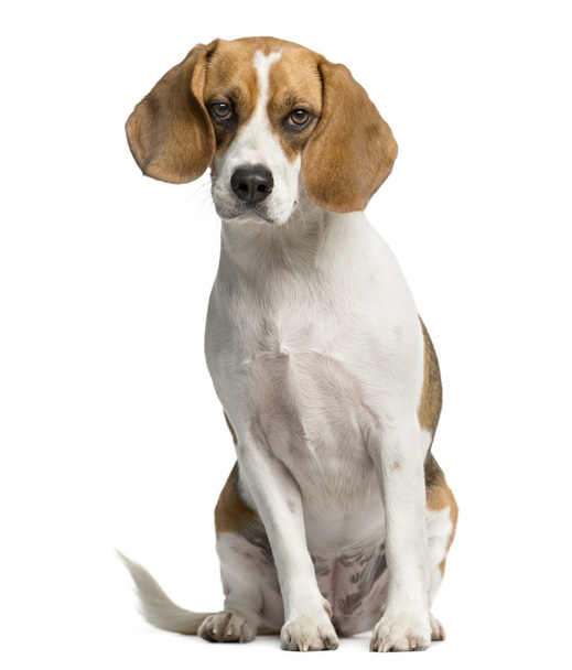 Beagle sentado frente a un fondo blanco
 - Foto, imagen