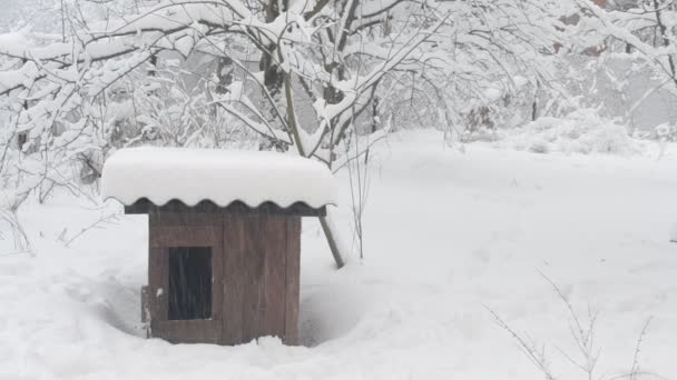 Psa domu. Těžký sníh padá na pozadí dřevěná CHS - Záběry, video