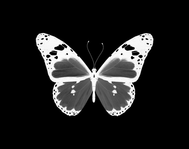 Night butterfly, isolated on black - Φωτογραφία, εικόνα