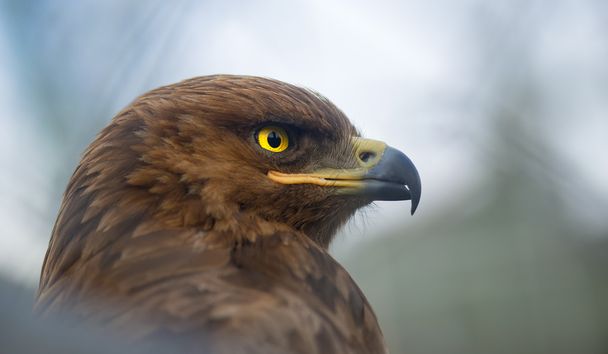 Хижі птахи - Aquila pomarina - менш плямистий орел - Фото, зображення