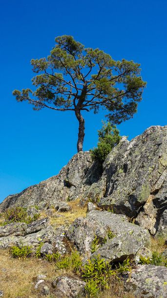 Pine on a rocky area - Photo, Image