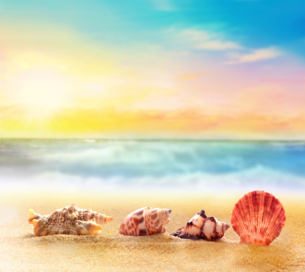 Muscheln auf Sand am Meer - Foto, Bild