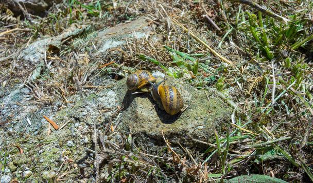 Snails in the field pairing - Photo, Image