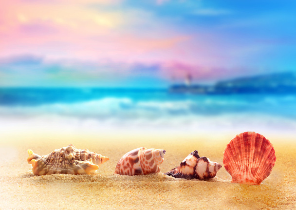Морские ракушки на песке у моря
 - Фото, изображение