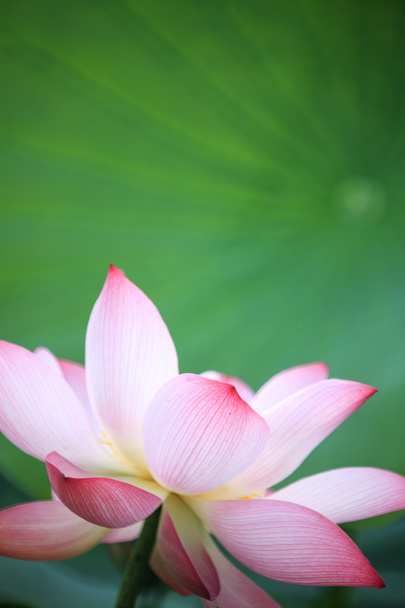 lotusbloem en lotus bloem planten - Foto, afbeelding