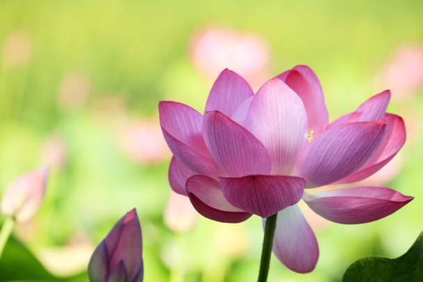 Lotus çiçeği ve lotus çiçek bitki - Fotoğraf, Görsel