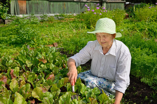 Smiling elderly female Spud ground in the garden with young beets - 写真・画像