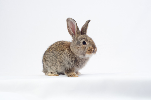 Rabbit - Foto, Bild