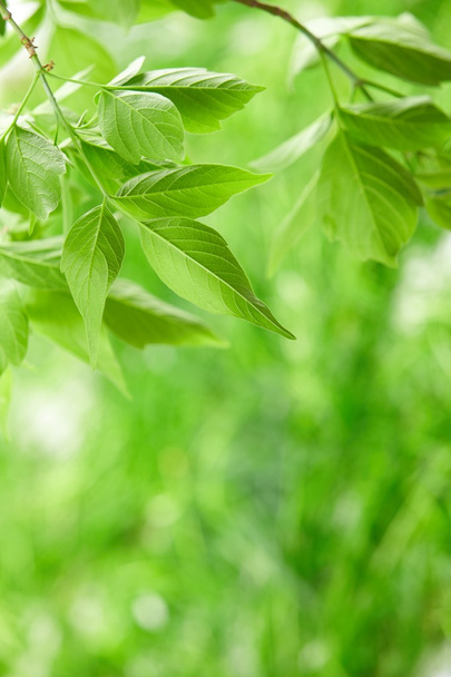 Green leaves - Foto, Imagen