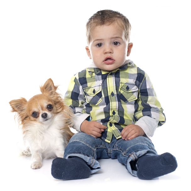 little boy and chihuahua - Φωτογραφία, εικόνα