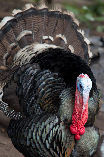 turkey from a farm - Photo, Image